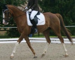 dressage horse Darlyng du Coinat CH (Swiss Warmblood, 2009, from Darwin de l'Oir)