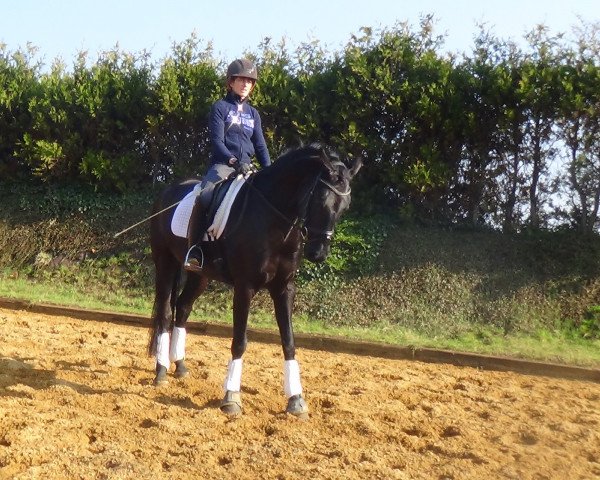 dressage horse Falina (Oldenburg, 2015, from Finest)