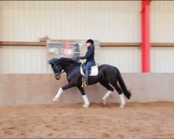 dressage horse Rafiti (Oldenburg, 2012, from Glock's Romanov)