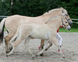 Pferd Doctor Snuggles (Fjordpferd, 2021, von Djevin)