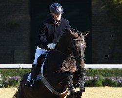 dressage horse Clemens (Westphalian,  , from Christ)