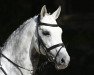 stallion Capistrano 2 (Westphalian, 2006, from Cornet Obolensky)