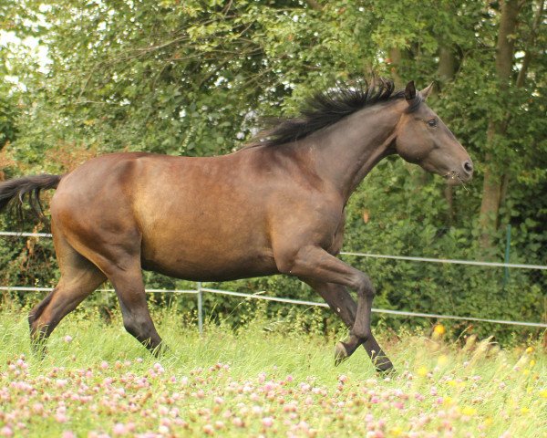 Dressurpferd Bacardi (Trakehner, 2016, von Octavian)