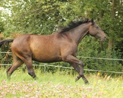 dressage horse Bacardi (Trakehner, 2016, from Octavian)