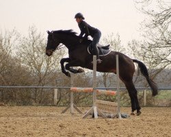 jumper Benjamin Blümchen 10 (Trakehner, 2013, from Tarison)