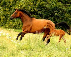 Zuchtstute Warinka (Trakehner, 2015, von Tarison)