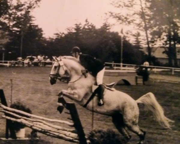 Pferd Komtesse (Edles Warmblut, 1982, von Kobold II)