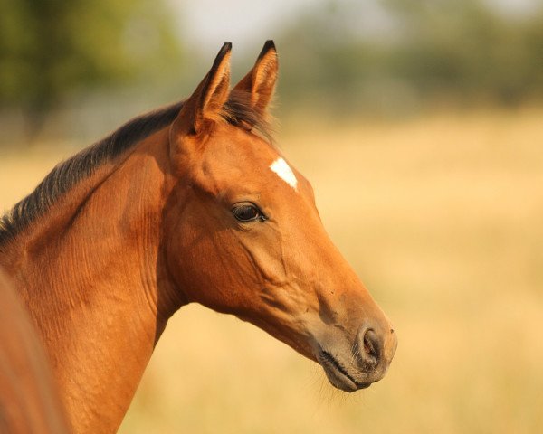 Pferd Wassili 16 (Trakehner, 2018, von Connery)