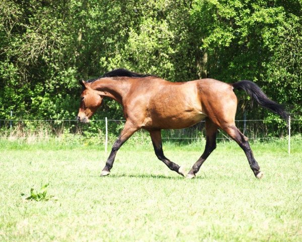 Zuchtstute Waris (Trakehner, 1994, von Caprimond)