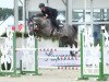 jumper Nabab's Diamant Vh Willebeke Z (Zangersheide riding horse, 2011, from Nabab de Rêve)