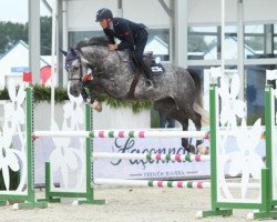 jumper Nabab's Diamant Vh Willebeke Z (Zangersheide riding horse, 2011, from Nabab de Rêve)