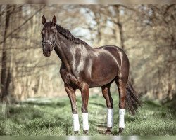 jumper Vetalia (Hanoverian, 2010, from Valentino)