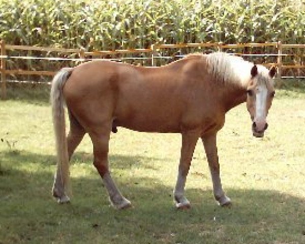 horse Manu (Welsh-Cob (Sek. C), 1977)