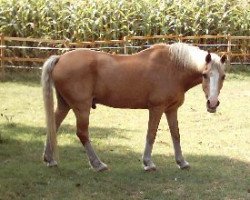 Pferd Manu (Welsh-Cob (Sek. C), 1977)