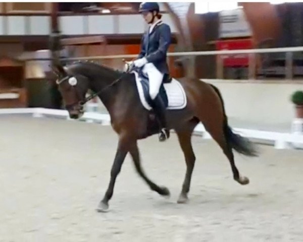dressage horse Zafira FL (German Sport Horse, 2016, from Birkhof's Zalando OLD)