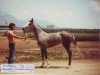 broodmare Nessa ox (Arabian thoroughbred, 1979, from Aswan 1958 EAO)