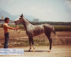 broodmare Nessa ox (Arabian thoroughbred, 1979, from Aswan 1958 EAO)