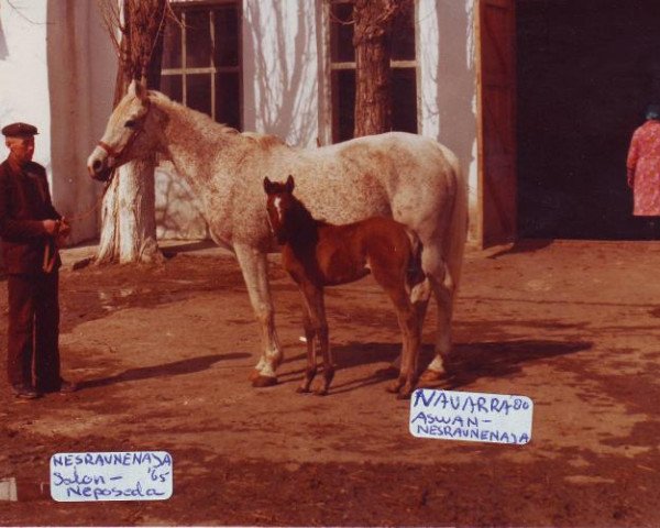 broodmare Nesravnennaja ox (Arabian thoroughbred, 1965, from Salon 1959 ox)