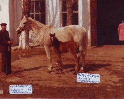 broodmare Nesravnennaja ox (Arabian thoroughbred, 1965, from Salon 1959 ox)