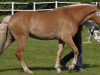 broodmare Miriam (Haflinger, 2006, from Sterntaenzer)