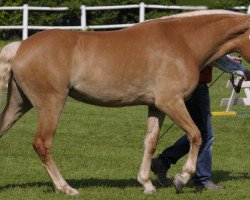 Zuchtstute Miriam (Haflinger, 2006, von Sterntaenzer)