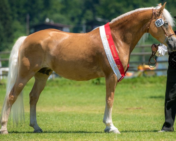 Zuchtstute Olivia (Haflinger,  , von Amsterdam)