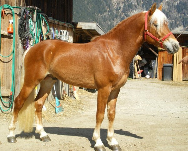 stallion Asterix-O (Haflinger,  , from Antiss-W)