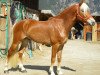 stallion Asterix-O (Haflinger,  , from Antiss-W)