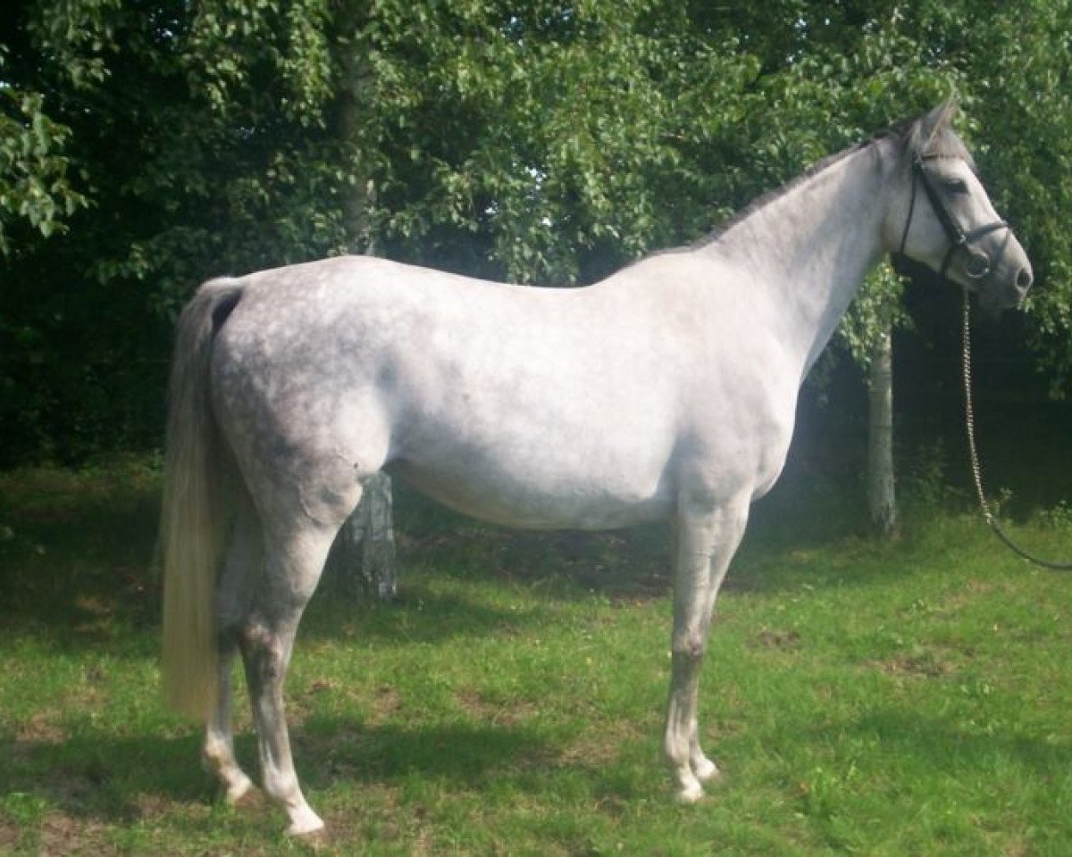 broodmare Elkara (Hanoverian, 2006, from Elimcal xx)