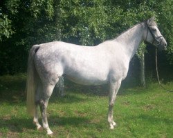 broodmare Elkara (Hanoverian, 2006, from Elimcal xx)