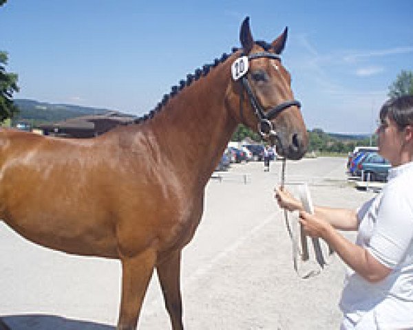 broodmare Ladybug SV (Swiss Warmblood, 2007, from Lady Lover R)