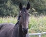 broodmare Fair Lady DB (Westphalian, 2014, from Tannenhof's Fahrenheit)