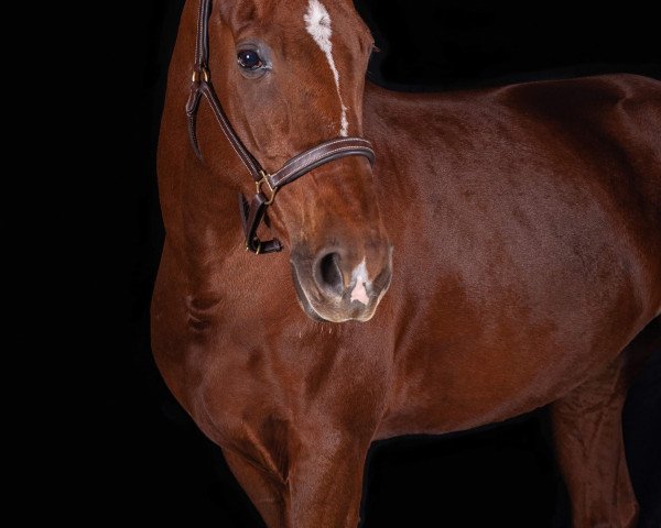 dressage horse Diamonds Girl (Swiss Warmblood, 2013, from Don Diamond)