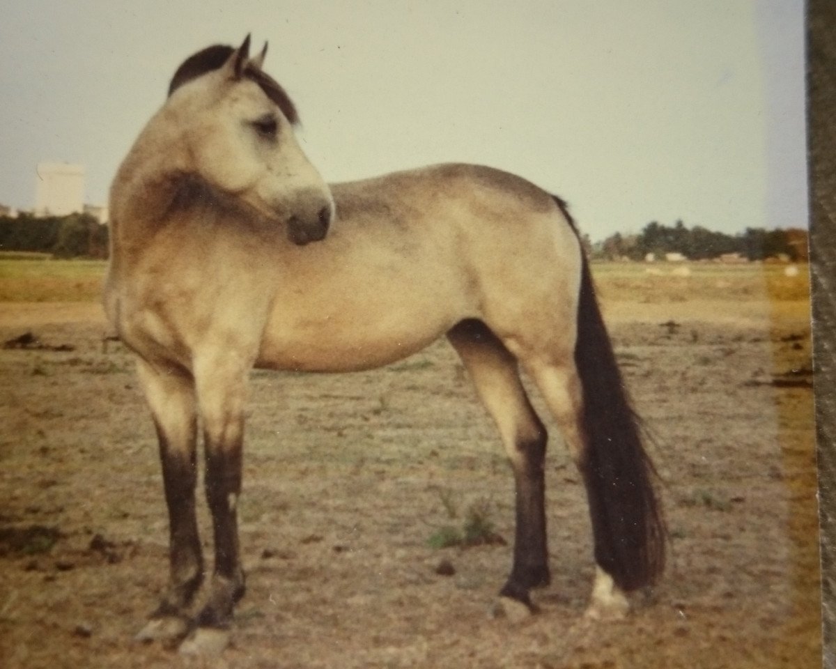 horse Ferry (Nederlands Welsh Ridepony, 1973, from Gredington Viceroy)