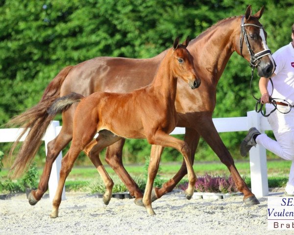 broodmare Vinesse (KWPN (Royal Dutch Sporthorse), 2002, from Ronaldo)