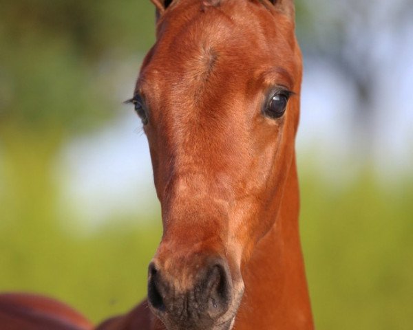 Dressurpferd Magnificent Boy (KWPN (Niederländisches Warmblut), 2017, von Expression)