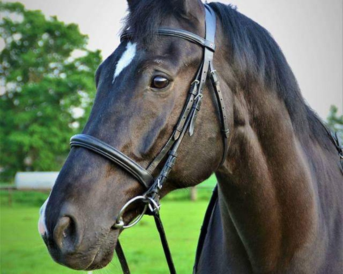 stallion Scolari (Oldenburg, 1998, from Silvio I)