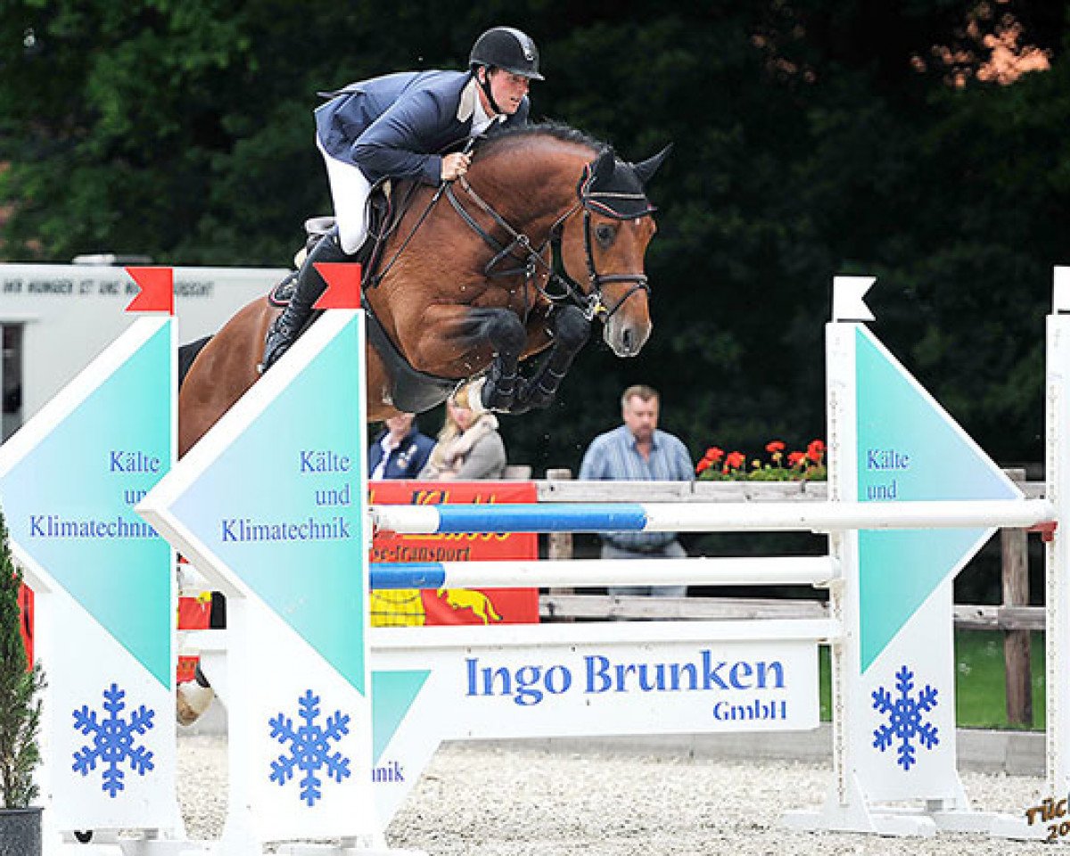 stallion Lord Cassini (Oldenburg, 2009, from Lordanos)