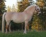 broodmare Lillian (Fjord Horse, 2004, from Orka)