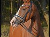 dressage horse Caroline 97 (German Riding Pony, 2010, from Baccarat)