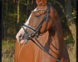 dressage horse Caroline 97 (German Riding Pony, 2010, from Baccarat)