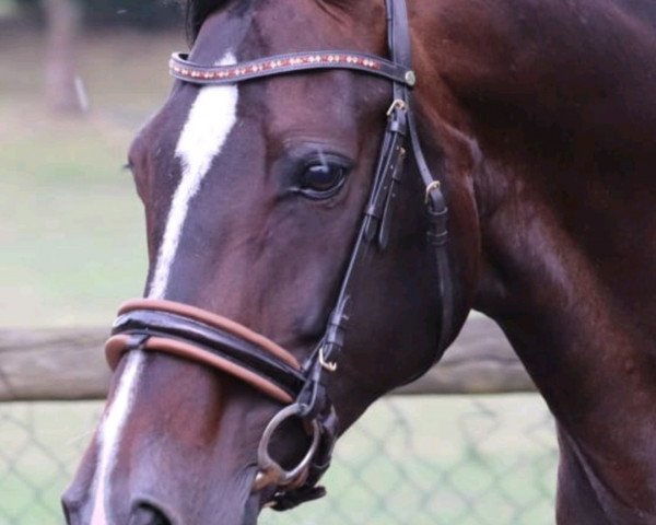 horse Caajah (Westphalian, 2008, from Carlos DZ)
