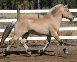 stallion Peppertree's Christian (Fjord Horse, 1999, from Ronaldo FJ)