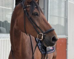 dressage horse Bella Flora (Westphalian, 2006, from Belissimo NRW)