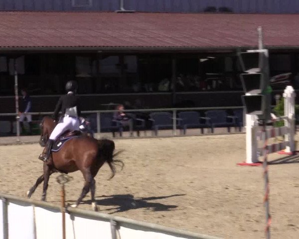 Reitturnier Appelhülsen 2015