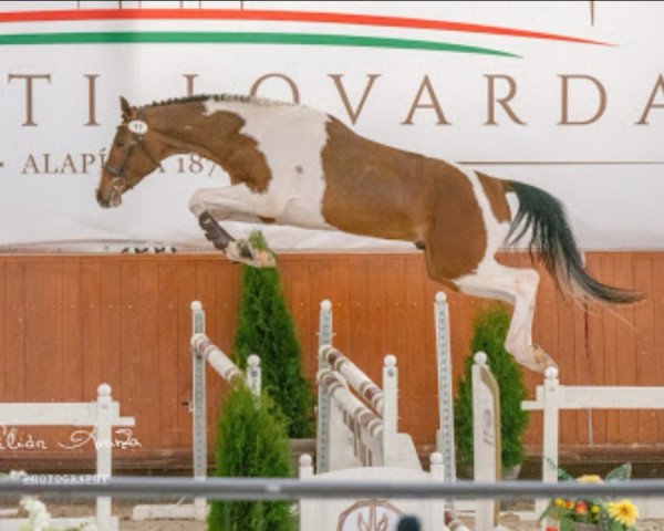 stallion Indawo L (Hungarian Warmblood, 2017, from Churchill Ic)