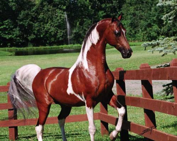 stallion The Color Of Fame (American Saddlebred Horse, 1993, from Colour me Hot)