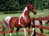 stallion The Color Of Fame (American Saddlebred Horse, 1993, from Colour me Hot)