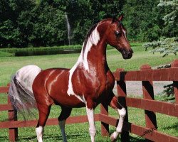 Deckhengst The Color Of Fame (American Saddlebred Horse, 1993, von Colour me Hot)