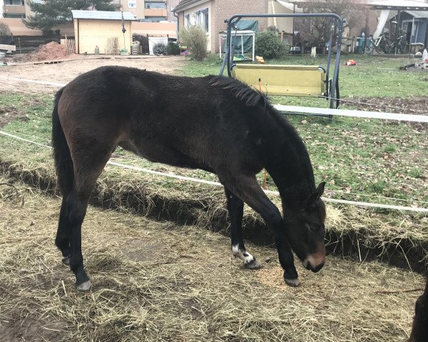 horse Zyleia (German Sport Horse, 2019, from Zinedream)